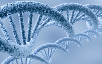 DNA Meiosis